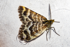 Notoreas paradelpha