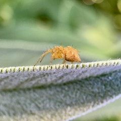 Oxyopes punctatus