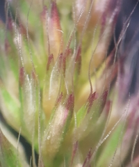 Polypogon fugax image