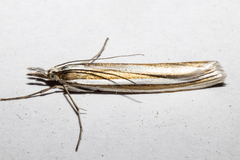 Orocrambus siriellus