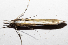 Orocrambus siriellus