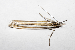 Orocrambus siriellus