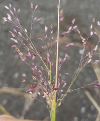 Tricholaena monachne