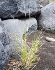 Tricholaena monachne