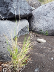 Tricholaena monachne