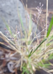 Tricholaena monachne