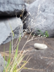 Tricholaena monachne