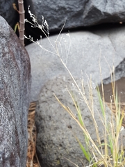 Tricholaena monachne