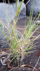 Tricholaena monachne