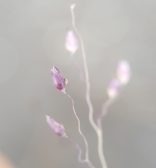 Tricholaena monachne