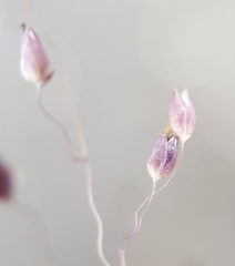 Tricholaena monachne