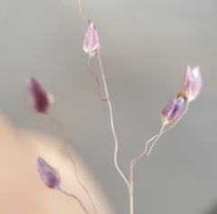 Tricholaena monachne