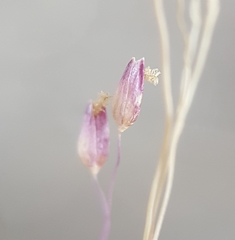 Tricholaena monachne