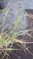 Tricholaena monachne