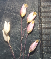 Tricholaena monachne