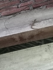 Hemidactylus platyurus