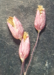 Tricholaena monachne