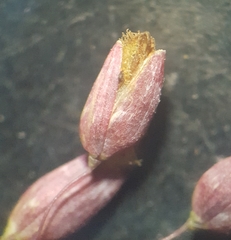 Tricholaena monachne