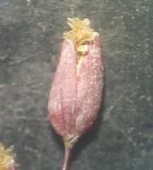 Tricholaena monachne