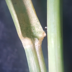 Tricholaena monachne