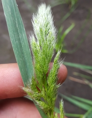 Polypogon fugax image