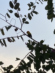 Aratinga solstitialis