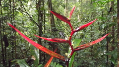 Heliconia acuminata