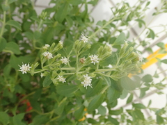 Stevia rebaudiana