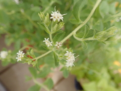 Stevia rebaudiana