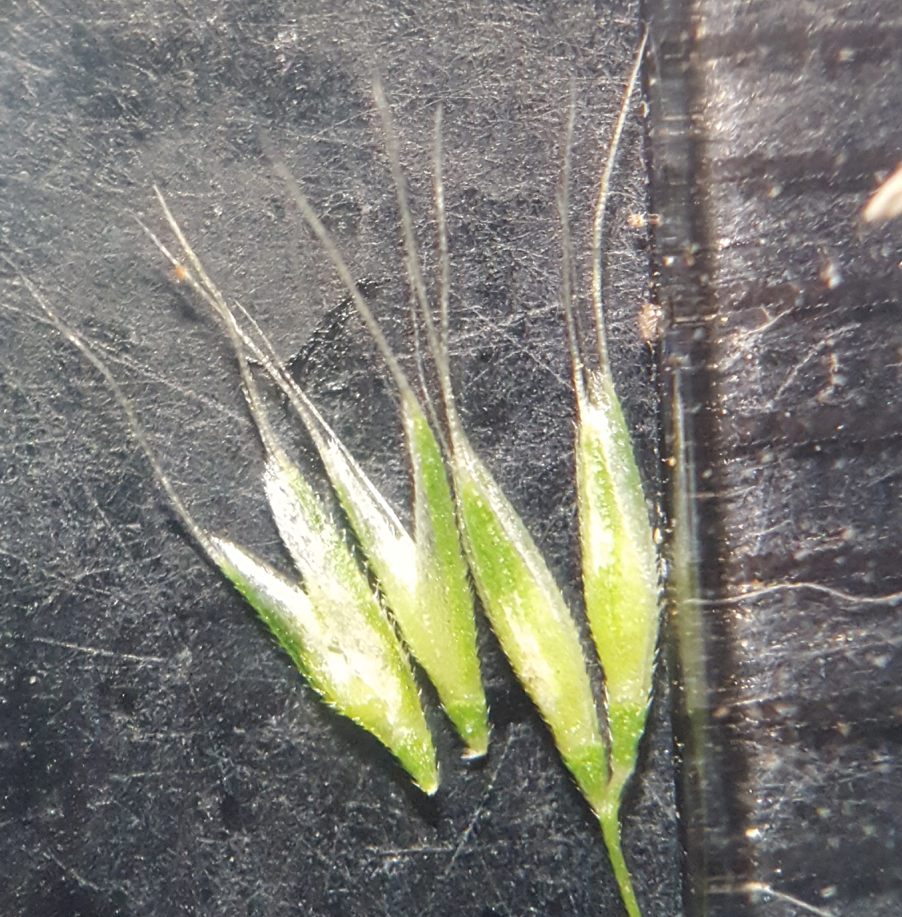 (c) François Rousseu, certains droits réservés (CC BY-NC) https://www.inaturalist.org/observations/102230018