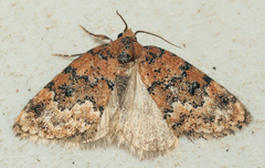 Tegiapa larentiodes