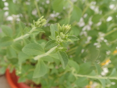 Stevia rebaudiana