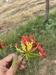Gloriosa