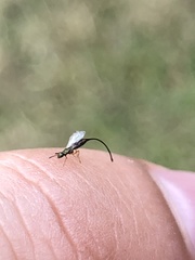 Sycoscapter australis