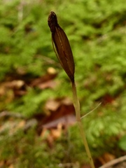 Adenochilus gracilis