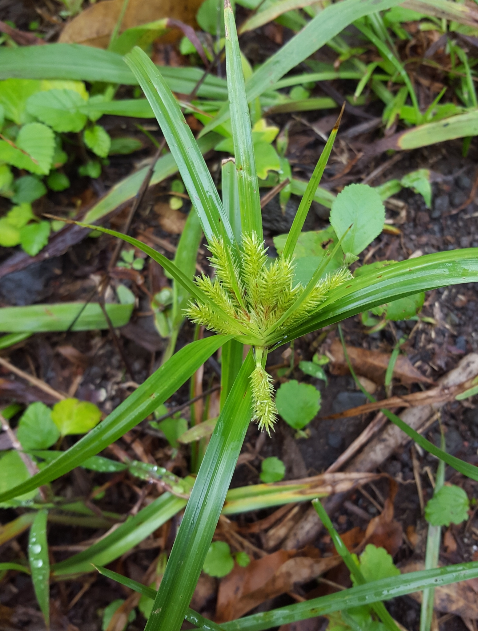(c) François Rousseu, certains droits réservés (CC BY-NC) https://www.inaturalist.org/observations/102230175