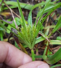 Cyperus cyperoides