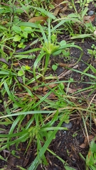 Cyperus cyperoides