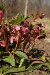 Helleborus purpurascens
