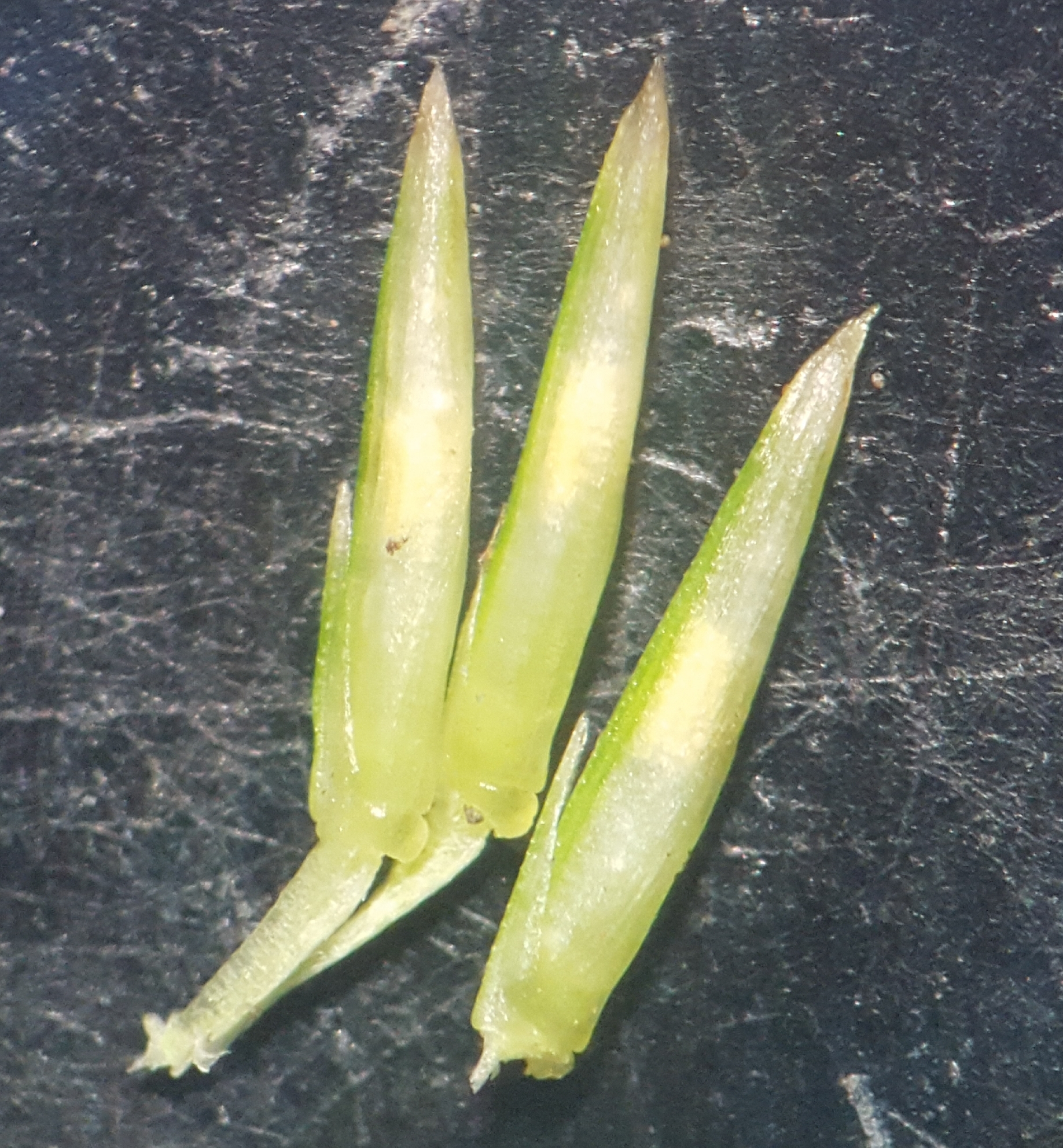 (c) François Rousseu, certains droits réservés (CC BY-NC) https://www.inaturalist.org/observations/102230175