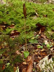 Adenochilus gracilis