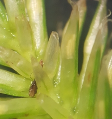 Cyperus cyperoides