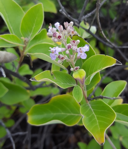 Vitex trifolia image