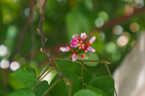 Averrhoa carambola - Whole tree