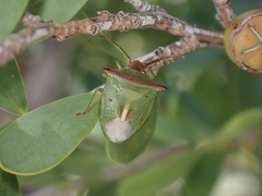 Cuspicona apothoracica