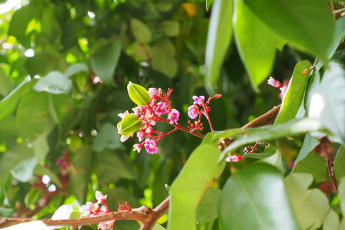 Averrhoa carambola - Fruit