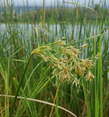 Cyperus articulatus