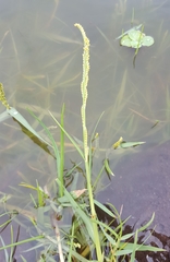 Setaria geminata