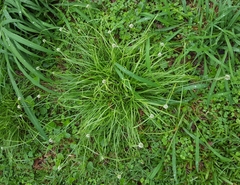 Cyperus dubius