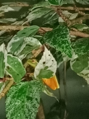 Ranoidea gracilenta